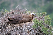Monk Vulture (Aegypius monachus) at nest, Kyrgyzstan