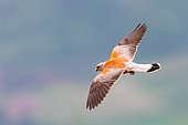 Kestrel (Falco naumanni) male in flight, Kyrgyzstan