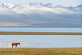 Horse at the Son-kul lake, Kyrgyzstan