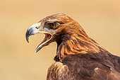 Golden eagle (Aquila chrysaetos) belonging to an eagle (Berkutchi), Yssyk Kul, Kyrgyzstan