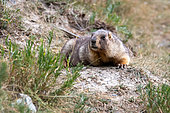Gray Marmot (Marmota baibacina) in front of its burrow, Naryn, Kyrgyzstan