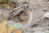 Tolai Hare (Lepus tolai), Sarychat-ertash, Kyrgyzstan