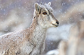 Bharal (Pseudois nayaur) young in winter in Ladakh