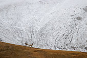 Tian shan Argalis (Ovis ammon karelini) on a snow-covered hillside, Sarychat-ertash, Kyrgyzstan
