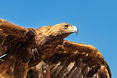 Golden eagle (Aquila chrysaetos) belonging to an eagle (Berkutchi) seen in low angle, Yssyk Kul, Kyrgyzstan