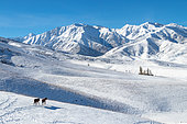 Tien Shan Mountains in winter with two horses in the foreground, Kyrgyzstan