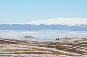Tien Shan Mountains in winter with two mounted horses in the foreground and a sea of clouds in the background, Bishkek, Kyrgyzstan