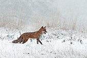 Red fox (Vulpes vulpes) standing in snow storm, England