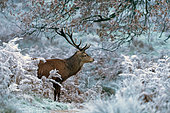 Red deer (Cervus elaphus) amongst frozen bracken, England