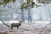 Red deer (Cervus elaphus) standing in a woodland, England