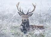 Red deer (Cervus elaphus) laying down hoar frosted grass, England