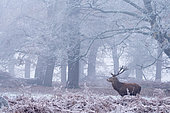 Red deer (Cervus elaphus) standing in a forest, England