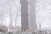 Cerf élaphe (Cervus elaphus) marchant dans le brouillard givrant, Angleterre