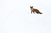 Renard roux (Vulpes vulpes) à l'affût dans la neige, Angleterre