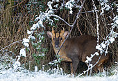 Muntjack deer (Muntiacus reevesi) hiding, England
