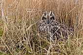 Short-eared owl (Asio flammeus) Bird roosting in long grass, England