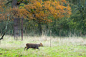 Muntjack deer (Muntiacus reevesi) walking in a meadow, England