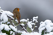 Robin (Erithacus rubecula) perched on a frost covered bramble, England
