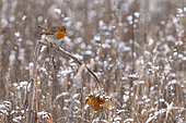 Robin (Erithacus rubecula) perched on a frost covered sunflower, England