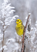 Yellowhammer (Emberiza citrinella) perched on a frost cobvered branch, England