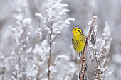Yellowhammer (Emberiza citrinella) perched on a frost cobvered branch, England