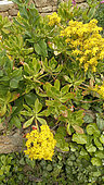 Shrubby stonecrop (Sedum praealtum), Brittany, France
