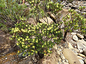 Xanthostemon (Xanthostemon myrtifolius) in bloom, Blue River Park, New Caledonia