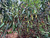 Nepenthes Pitcher Plant (Nepenthes vieillardii), Blue River Park, New Caledonia