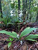 White Calanthe (Calanthe triplicata) in bloom in the undergrowth, Blue River Park, New Caledonia