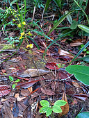 Orchid (Crepidium taurinum), Blue River Park, New Caledonia