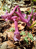 Spring fumewort (Corydalis solida), Ambel Plateau, Vercors, Drôme, France