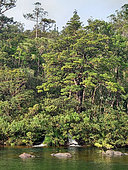 Mining scrub and tropical forest, Blue River Park, New Caledonia