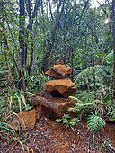 Mining scrub and tropical forest, Blue River Park, New Caledonia