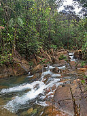 Mining scrub and tropical forest, Blue River Park, New Caledonia