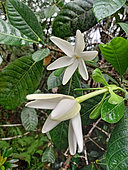 Gardenia (Gardenia sp) flowers, Blue River Park, New Caledonia