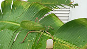 Coconut Grasshopper (Pseudophyllanax imperialis) on a leaf, New Caledonia
