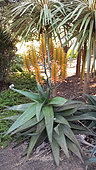 Clanwilliam aloe (Aloe comosa) in bloom, Botanical Gardens, Sydney, Australia