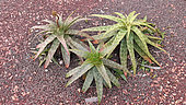 Cape Speckled Aloe (Aloe microstigma), Botanical Gardens, Sydney, Australia