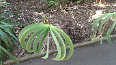 Century plant (Boophone disticha), Botanical Gardens, Sydney, Australia