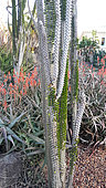 Alluaudia (Alluaudia montagnacii), Botanical Gardens, Sydney, Australia
