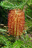 Hairpin banksia (Banksia spinulosa), Botanical Gardens, Sydney, Australia