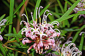 Pink spider flower (Grevillea sericea), Botanical Gardens, Sydney, Australia