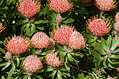 Pincushion (Leucospermum cuneiforme), Botanical Gardens, Sydney, Australia