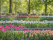 Tulips bed, Parc Floral Vincennes, Paris, France