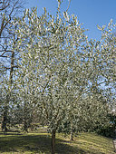 Common Olive, Olea europaea