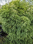 Dwarf Globe Japanese Cedar, Cryptomeria japonica 'Globosa Nana'