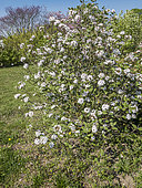 Viburnum Tinus Purpureum, Viburnum tinus 'Purpureus', in bloom