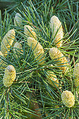 Doedar Cedar, Cedrus deodara 'Robusta'