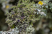 Lichens fruticuleux et foliacés sur des branches basses de lisière de forêt, Lichen cilié (Anaptychia ciliaris), qui se repère par ses grandes apothécies et son thalle verdâtre cilié est un lichen fruticuleux - en gris, Parmélie à sillons (Parmelia sulcata), lichen a thalle foliacé, tolérant une pollution modérée, c' est un bio-indicateur de pollution atmosphérique. Les écologues utilisent ses capacités accumulatrices de métaux, de radioéléments et de polluants organiques, PNR du Vercors, France