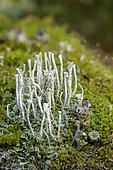 Lichens terrestres du genre Cladonia, Thalle complexe avec un thalle primaire squamuleux et un thalle secondaire en forme de trompette (podétions) qui sont les organes porteurs d’apothécies chez les cladonias, lichens très diversifiés. Vanoise, France